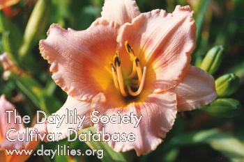 Daylily Siloam Little Girl